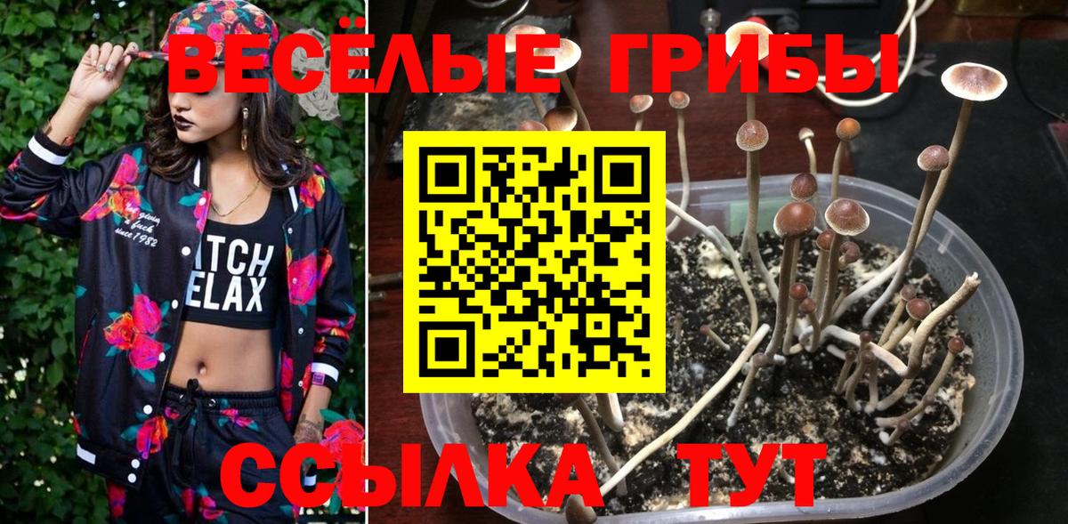 Псилоцибиновые грибы Cubensis Орехово-Зуево